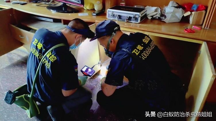 灭药卖白蚁有什么用_买灭白蚁药_灭白蚁药哪里有卖