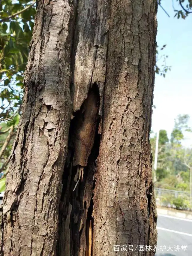 灭危害人体药白蚁有哪些_灭白蚁药成分_灭白蚁药对人体有危害吗
