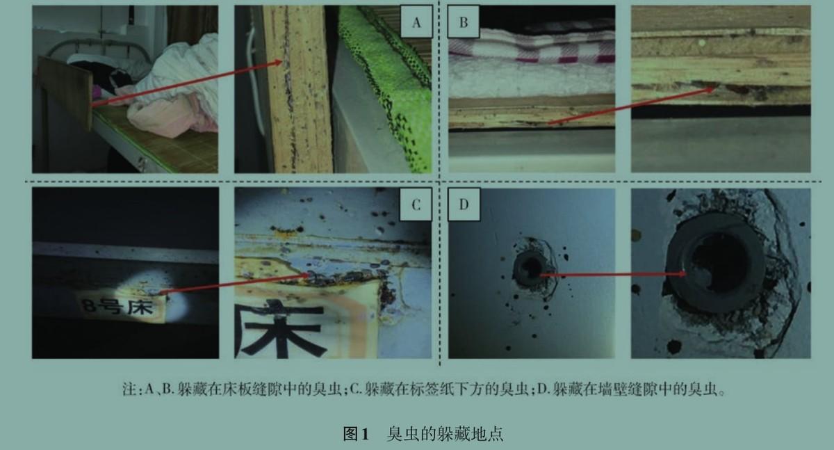 灭臭虫神器_灭臭虫知识_灭臭虫效果最好的药